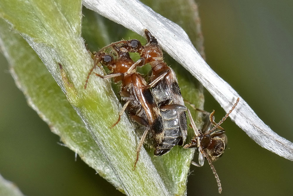 Anthicidae 5: Notoxus brachycerus